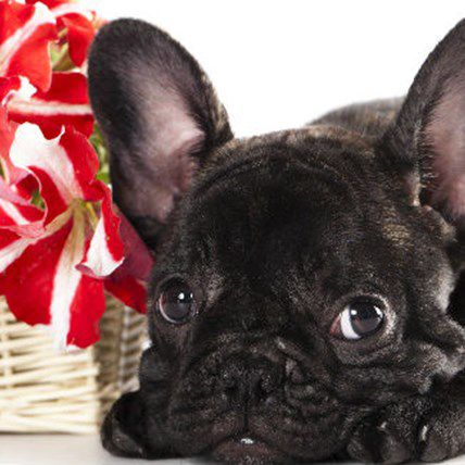 Breed of the Month: 7 Reasons We Love French Bulldogs | PetCareRx