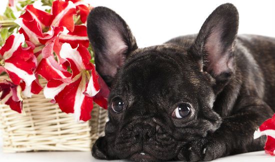 are french bulldogs loving