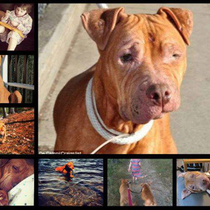 Pit Bull Rescuer Shows Dog's Former Owners Her New Lease on Life Through Craiglist Post