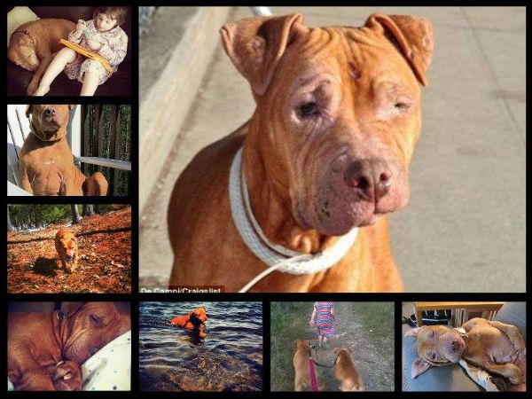 cathy-rescued-pit-bull