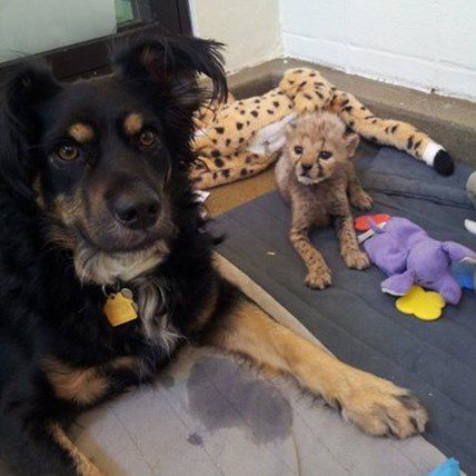 Watch an Australian Shepherd Play with an Ocelot Kitten! 