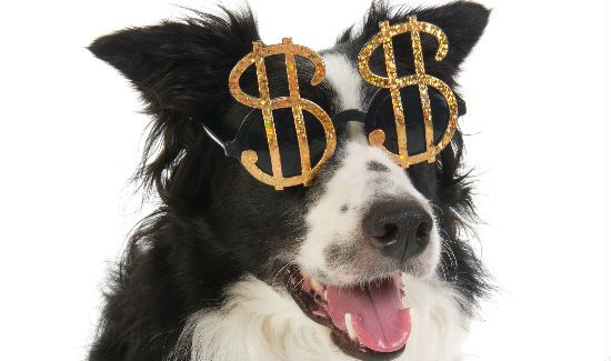dog-taxes-blog