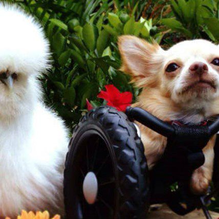 Two-Legged Chihuahua and Fluffy Chicken Form an Adorable and Unlikely Friendship 