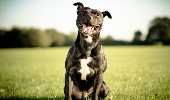 world-spay-day-blog