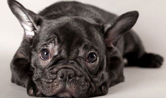 wrinkles-french-bulldog-blog