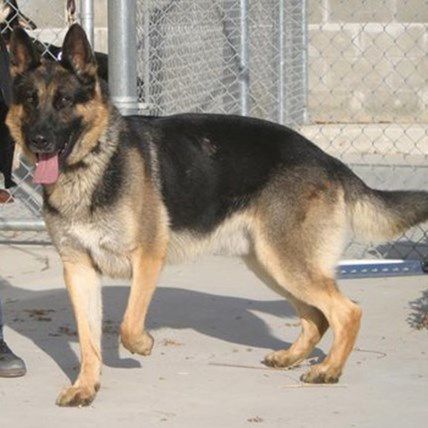 Rescued Dog Saves Owner from Deadly Carbon Monoxide Poisoning