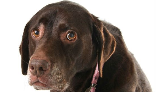 Dog-Faces-Blog