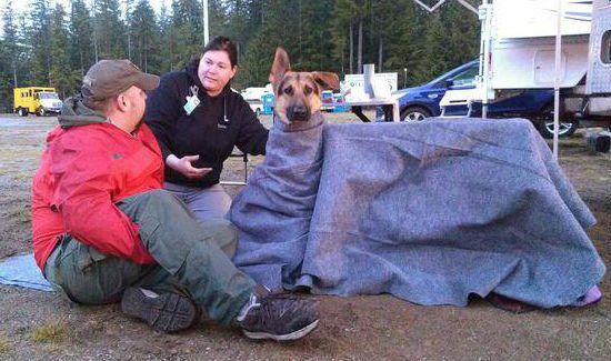 Help Aide the Rescue Dog Heroes of the Oso Mudslide