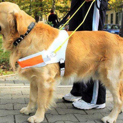 Blind Couple Get Married After Their Guide Dogs Fall in Love