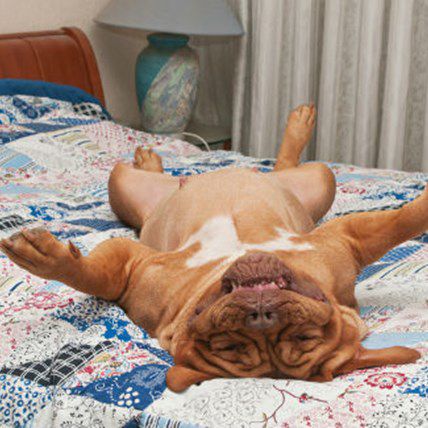 VIDEO: When The Dog Home Alone, No Place is Off-Limits