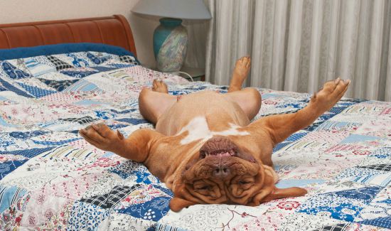 dog-on-bed-blog