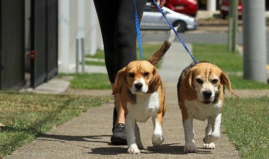 dog-sitting-blog