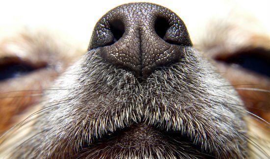 Dog Scents: Your Dog Knows Your Smell, Even From Afar
