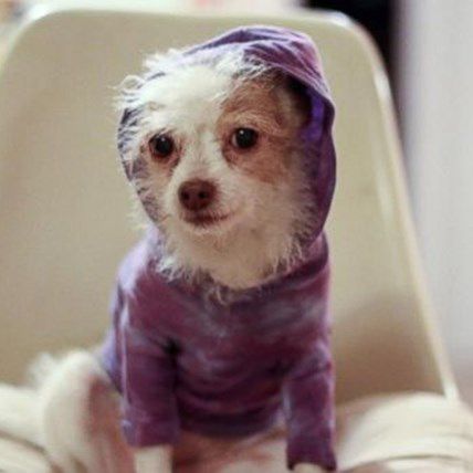 One Couple's Mission to Save Aging Canines: Susie's Senior Dogs Will Warm Your Heart