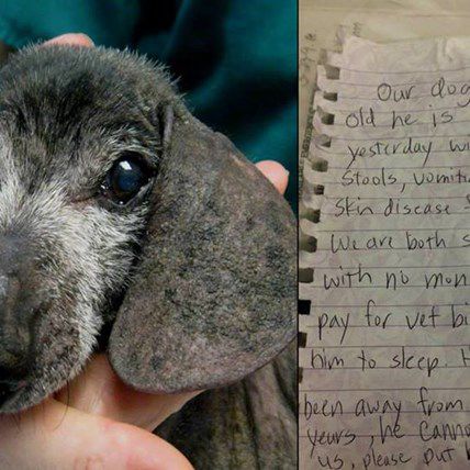 Image for Senior Dachshund Surrendered to Shelter with Heartbreaking Note to be Reunited with Owners