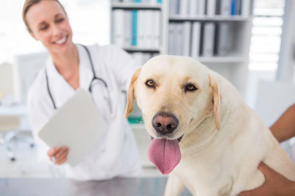 6 Ways To Calm Your Pet Before And At The Vet