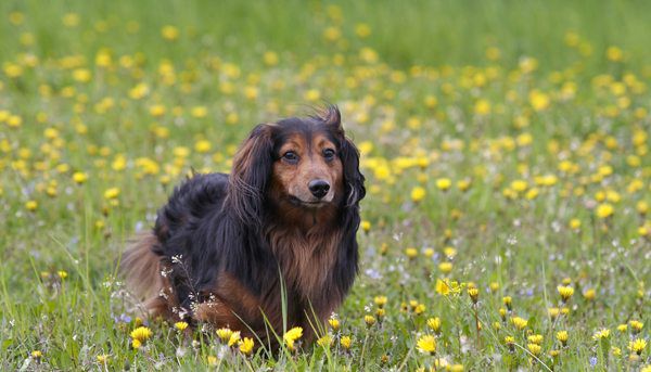 7 Easy Ways To Prepare Your Pet For Spring