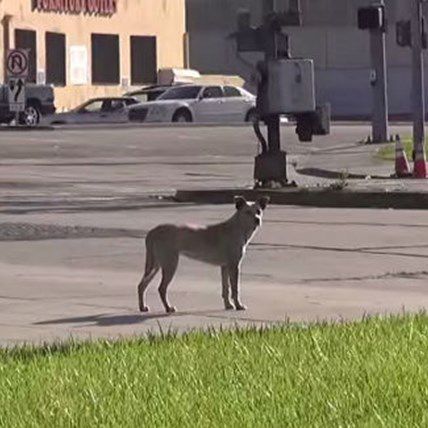 VIDEO: Rescued Dog Goes from Scared Stray to Love Pup in 10 Seconds