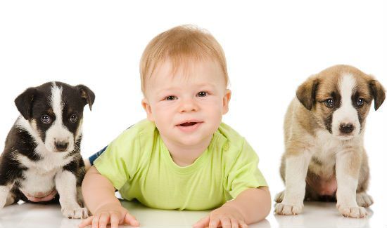 US Chooses Puppies Over Babies; Never Been a Better Time for Dogs
