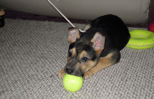 Bear as a puppy