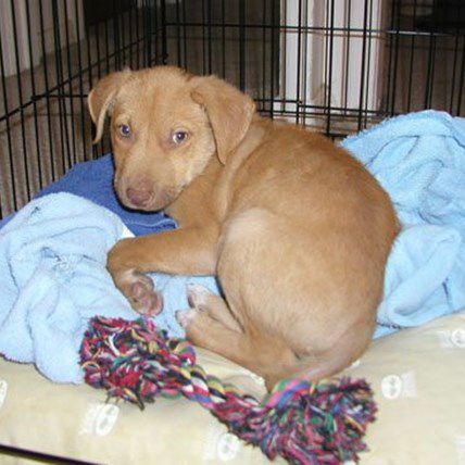 Image for Caring For A Sick Pet When You’re Also Sick: One Couple’s Story