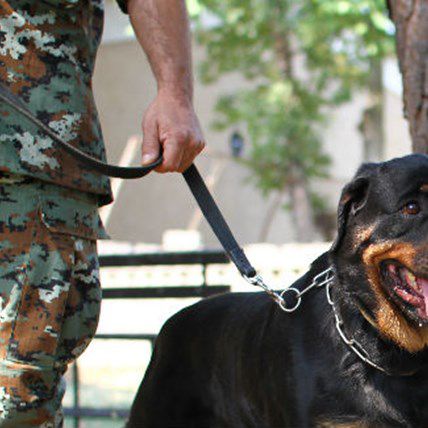 Rescue Dog Keeps US Soldier from Commiting Suicide