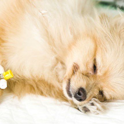 Image for 4 Diseases That Could Kill Your Dog (You Probably Never Heard Of)