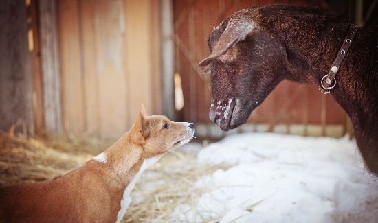 Dog-and-Goat