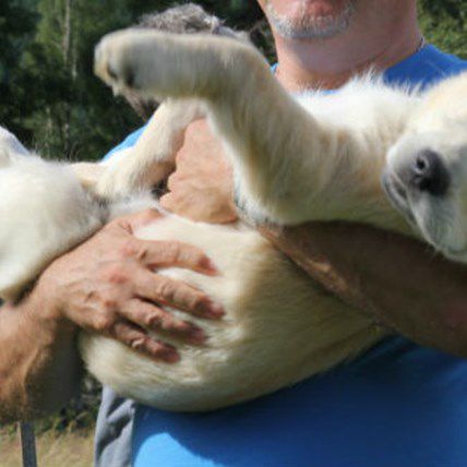 Golden Retriever Fest is the Cutest Gathering Ever