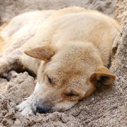 3 Infomemes for a Healthier Heartworm Awareness Month