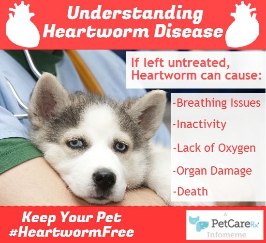 Heartworm-Infomeme-1
