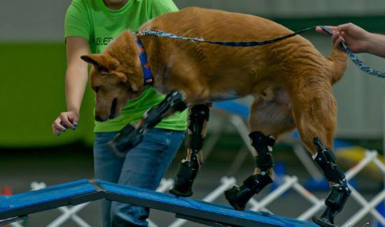 Meet Naki'o the Bionic Dog; 4 Prosthetic Legs and 1 Winning Personality
