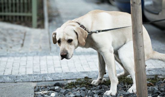 DNA Testing Forces People to Clean Up After Their Dogs