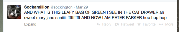 4 Must-Read Twitter Feeds of Hilarious Cats