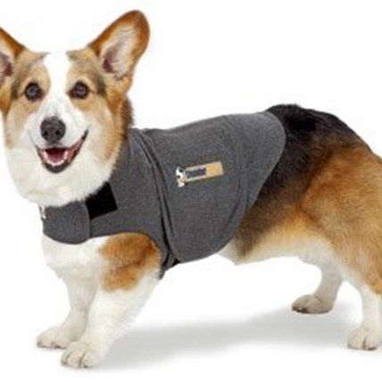 3 Ways to Comfort a Frightened Pet During a Thunderstorm
