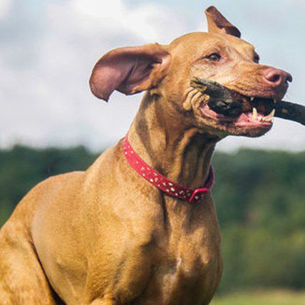 BREAKING NEWS: Dogs Can Talk Thanks to Newly Developed Collar!