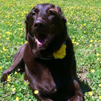 Hero Dog Horrifically Burned Saving Family from Fire, Makes Amazing Recovery