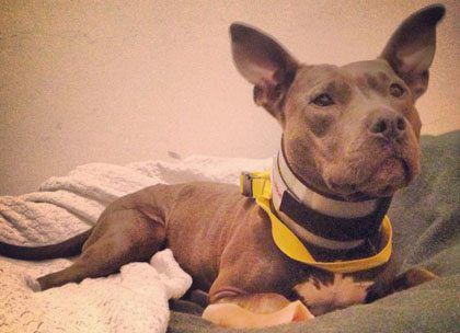 Momma Pitty Pumpkin Needs Help! And A Home!