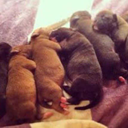 Momma Pitty Pumpkin Needs Help! And A Home!