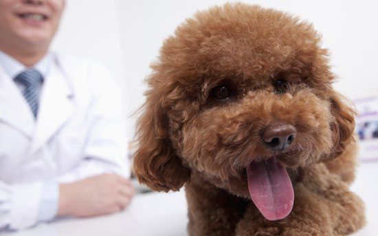 14 Questions Your Vet Will Ask You