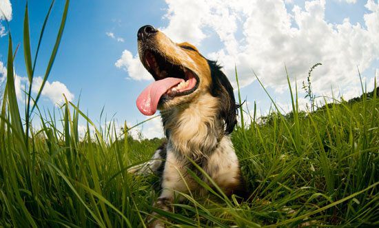 5 Ways To Keep Your Pet Cool In Hot Weather