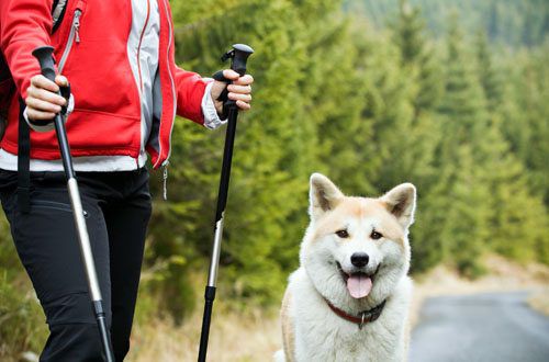 5 Fun Ways To Get Active With Your Dog