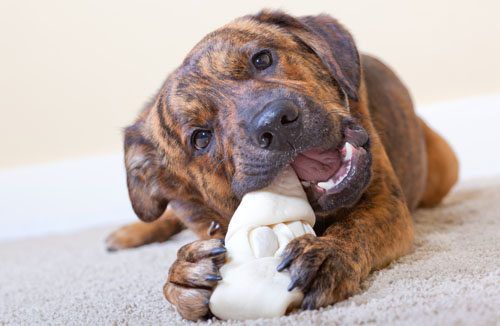 How To Help A Teething Pup