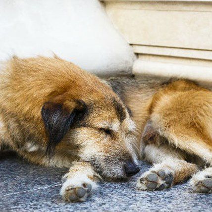 Devoted Dog Waits for Days Outside Hospital for Sick Owner