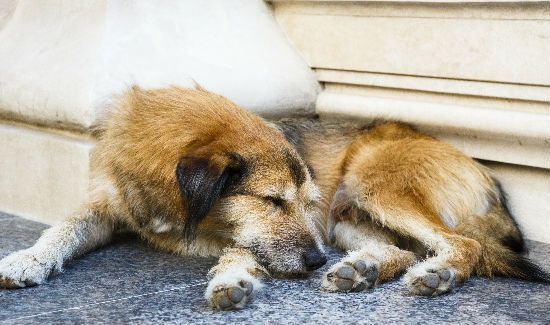 stray-dog-hospital-blog