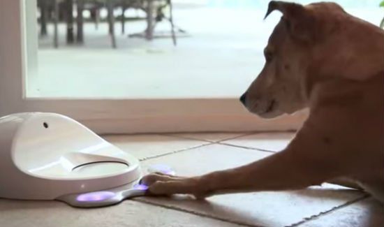 Meet CleverPet -- The New Game Console for Dogs 