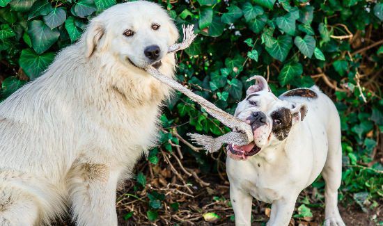 Dog-Behavior-Blog-1