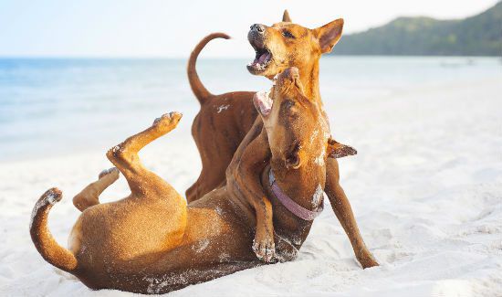 Dog-Behavior-Blog-2