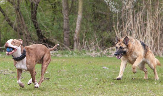 Dog-Behavior-Blog-3