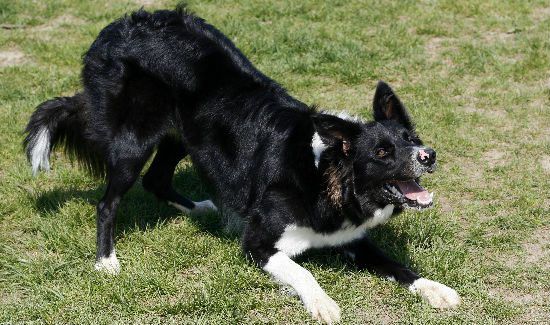 Dog-Behavior-Blog-4